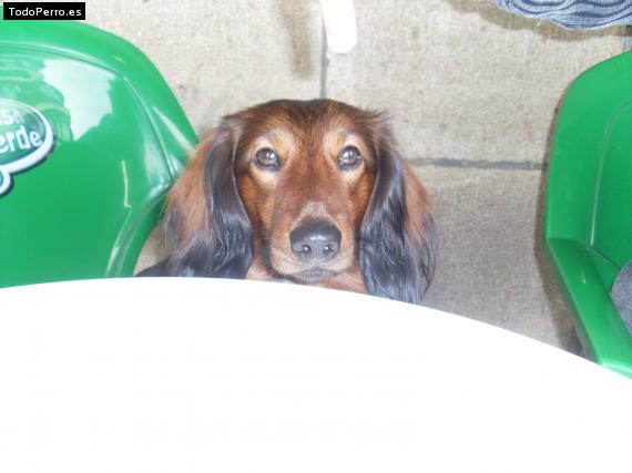 La foto del perro