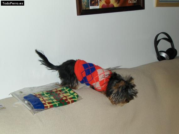 La foto del perro