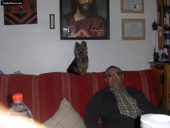 La foto del perro