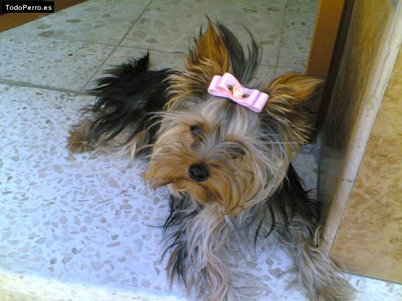 La foto del perro