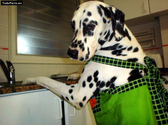 La foto del perro
