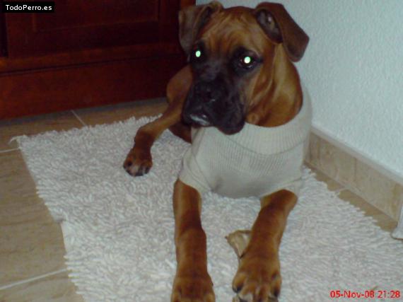 La foto del perro
