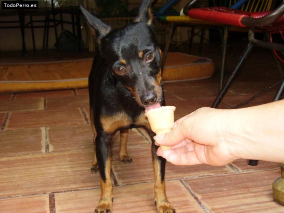 La foto del perro