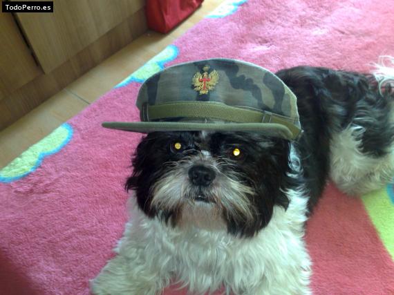 La foto del perro