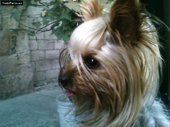 La foto del perro