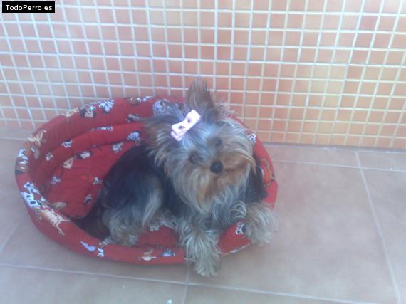 La foto del perro