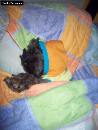 La foto del perro