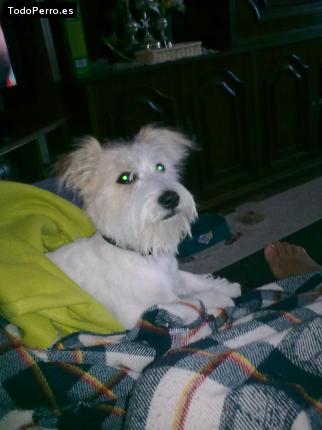 La foto del perro