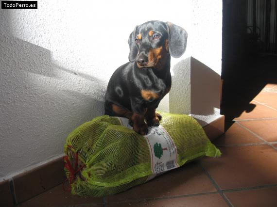 La foto del perro