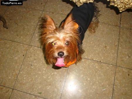 La foto del perro
