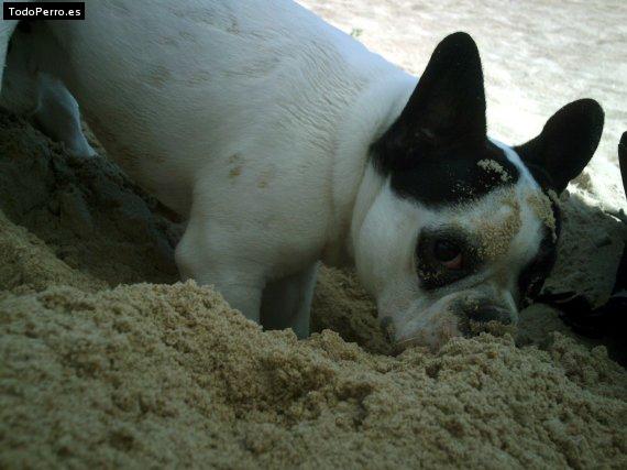 La foto del perro