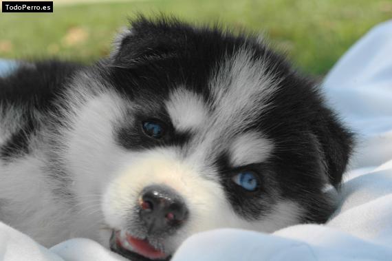 Foto del perro Drako