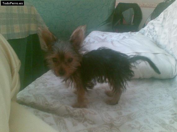 La foto del perro