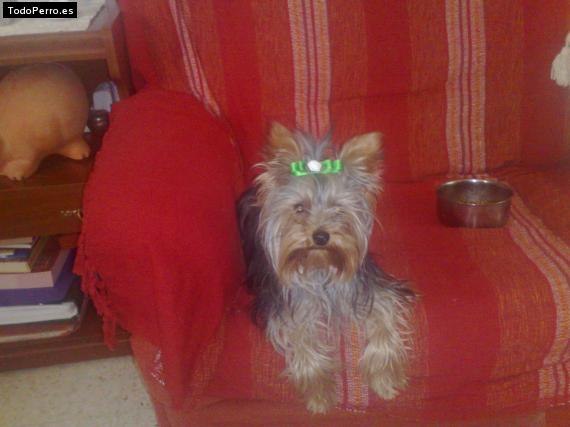 La foto del perro