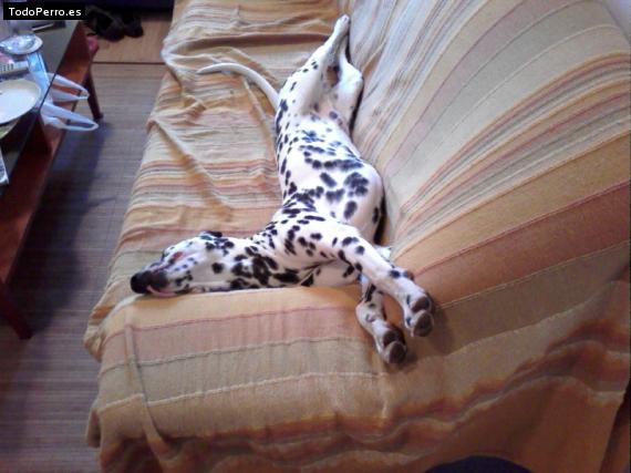 La foto del perro