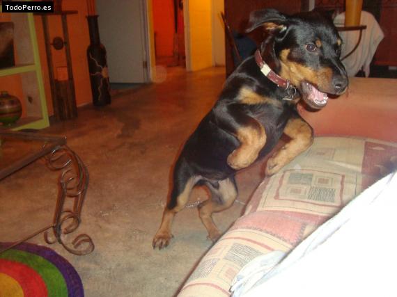 La foto del perro