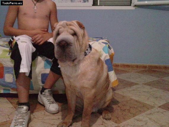La foto del perro