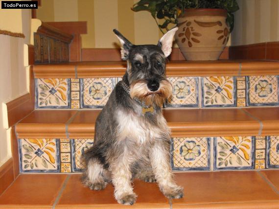 La foto del perro