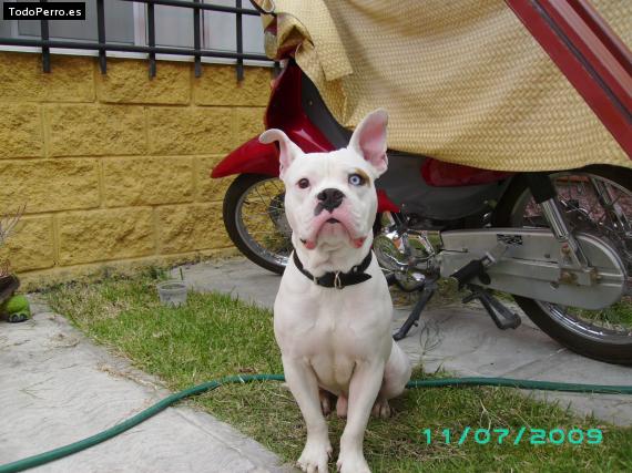 La foto del perro