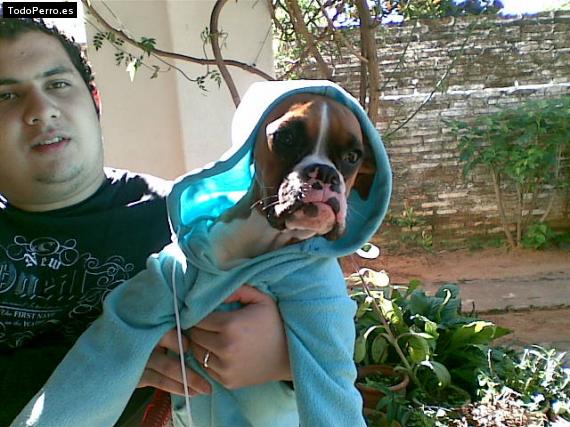 La foto del perro