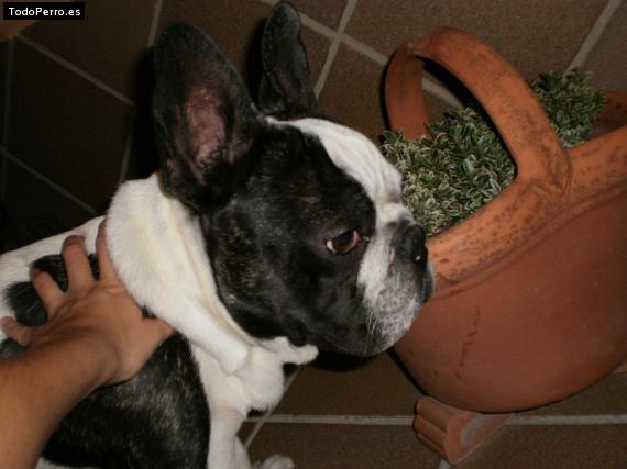 La foto del perro