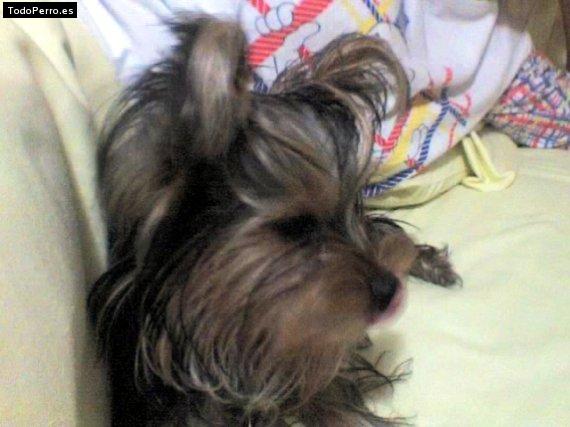 La foto del perro
