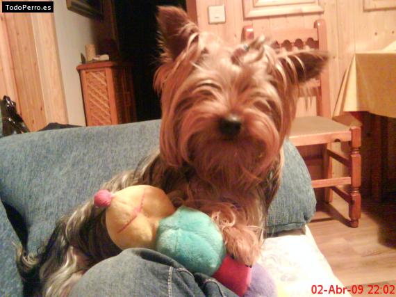La foto del perro