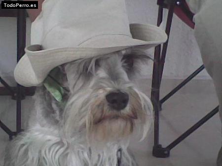 La foto del perro