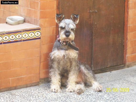 La foto del perro