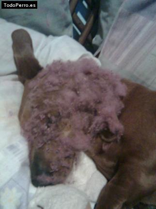 La foto del perro