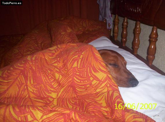 La foto del perro
