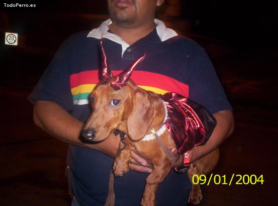 La foto del perro