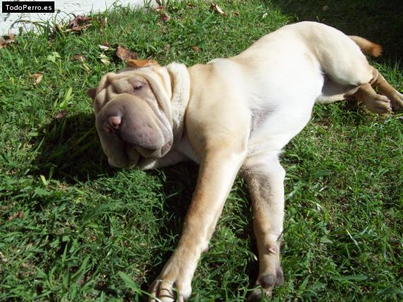 La foto del perro