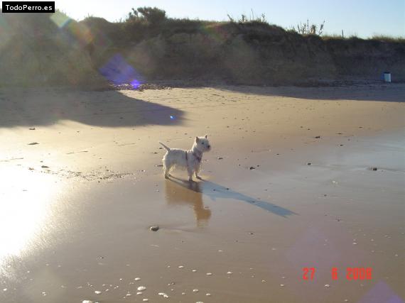 La foto del perro
