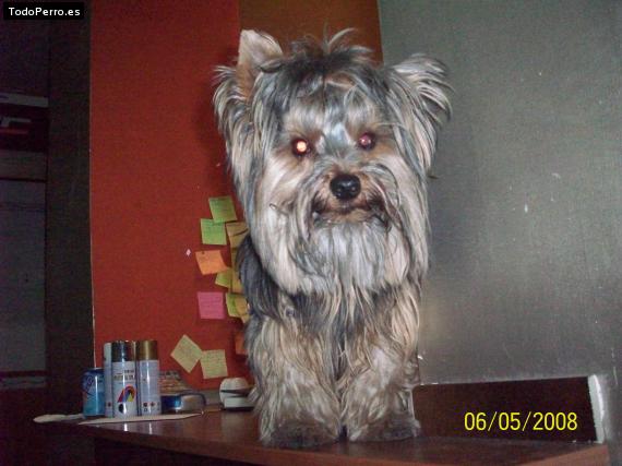 La foto del perro