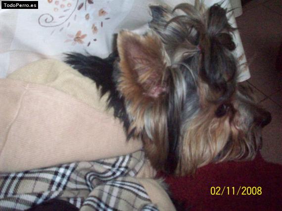 La foto del perro