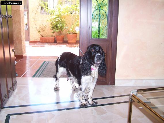 La foto del perro