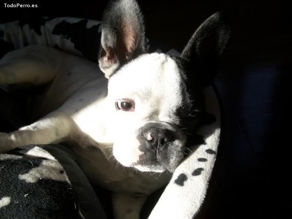 La foto del perro