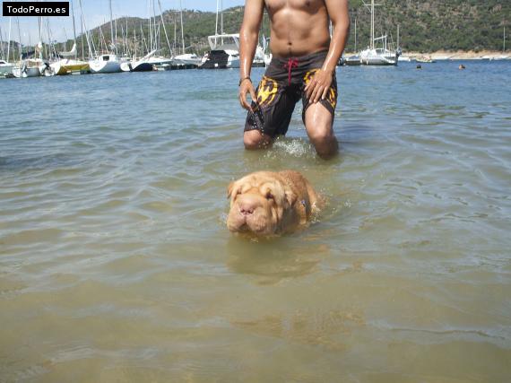 La foto del perro