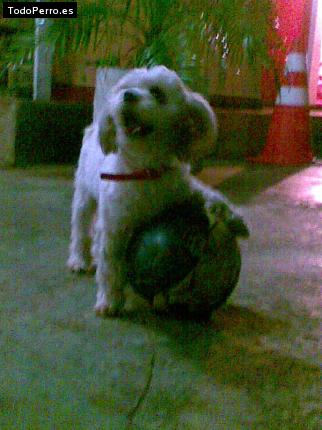La foto del perro