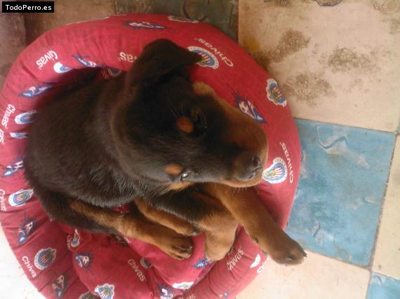 La foto del perro