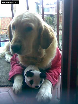 La foto del perro