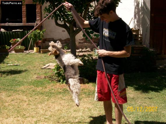 La foto del perro