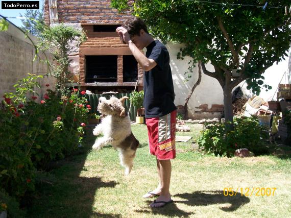 La foto del perro