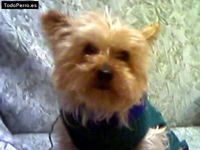 Foto del perro Tuity
