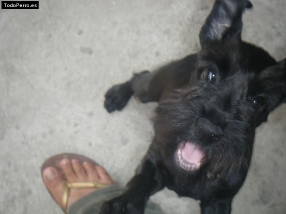 La foto del perro