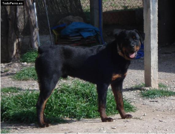 La foto del perro