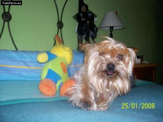 La foto del perro