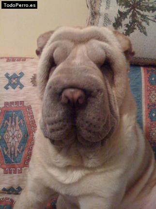 La foto del perro
