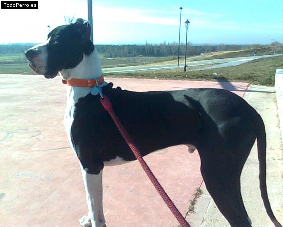 La foto del perro